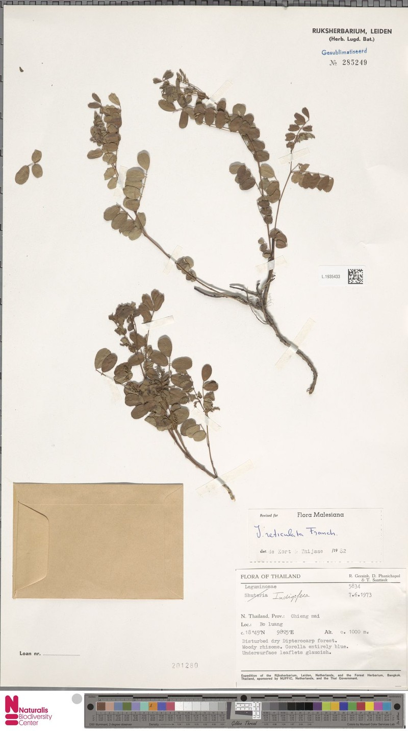Indigofera reticulata photo 5