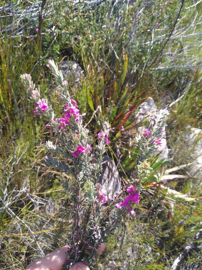Indigofera rhodantha
