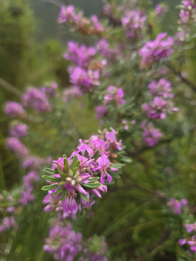 Indigofera rhodantha photo 2