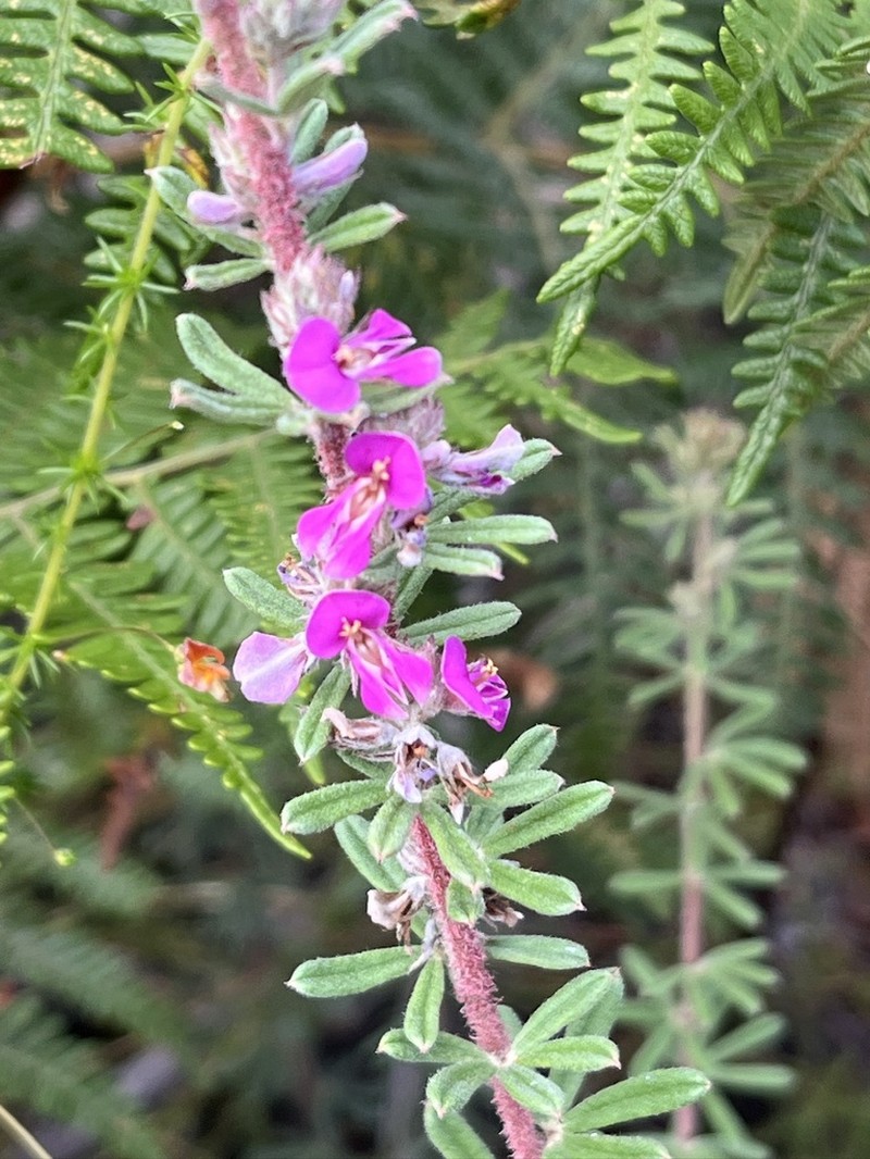 Indigofera rhodantha photo 3