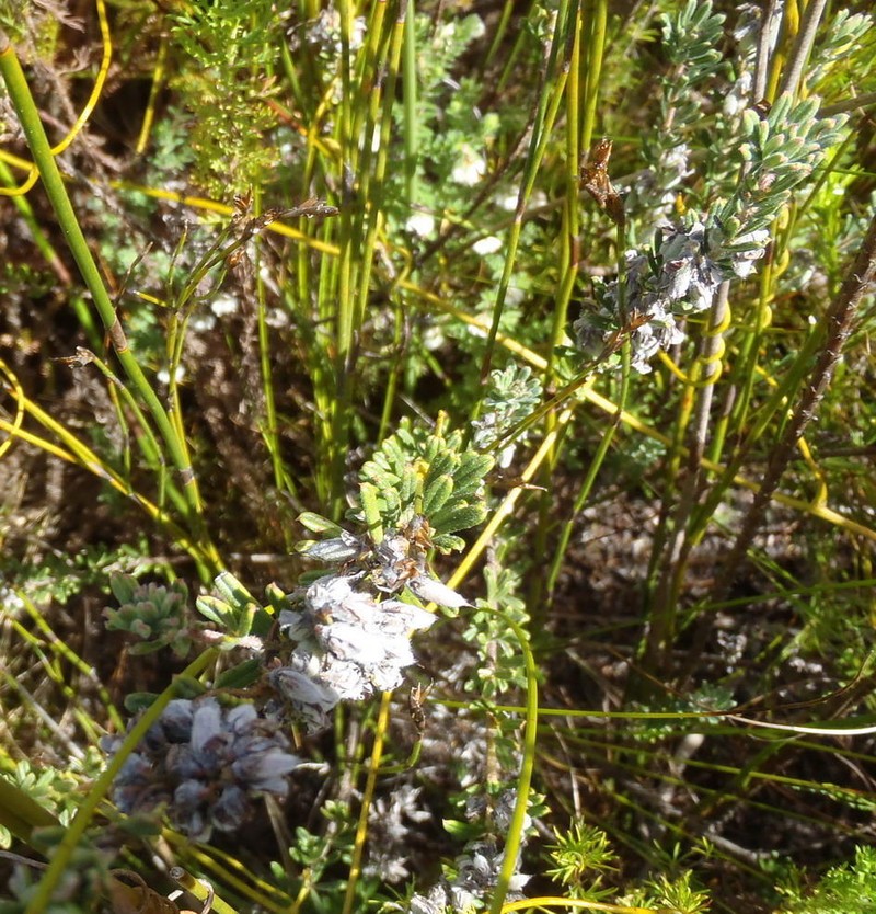 Indigofera rhodantha photo 4
