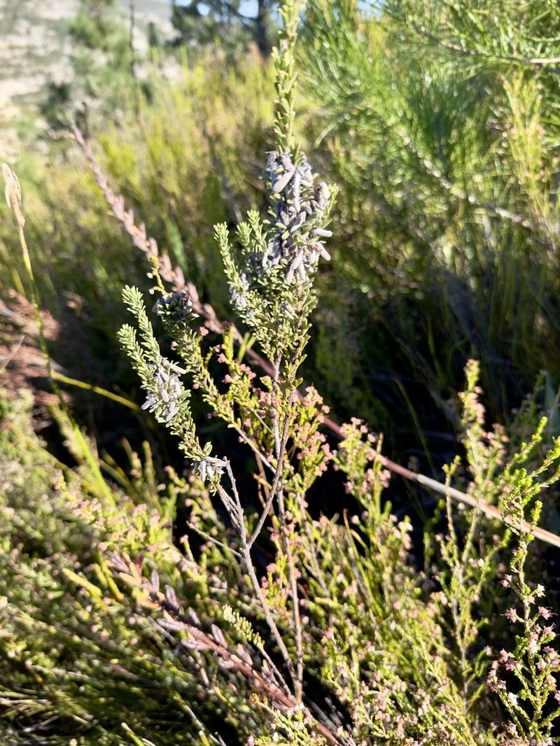 Indigofera rhodantha photo 7
