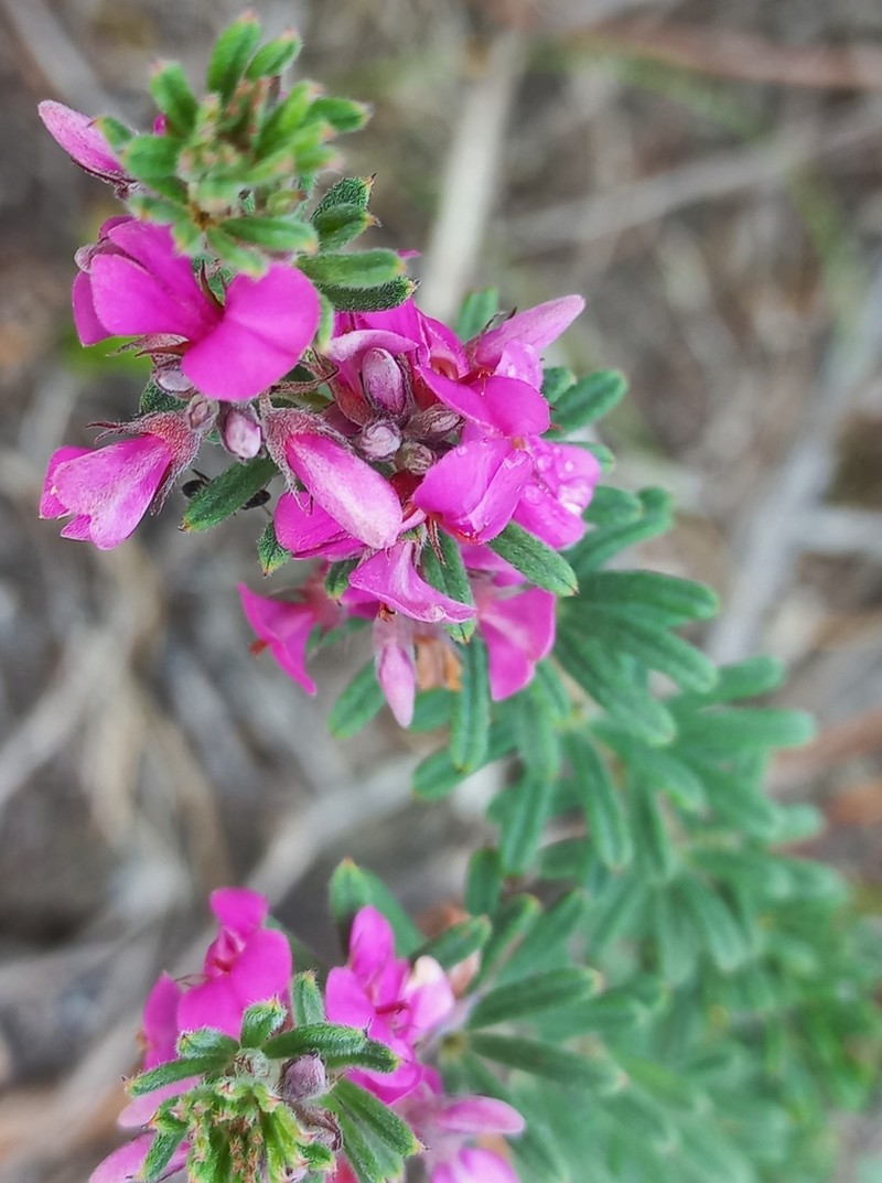 Indigofera rhodantha photo 8