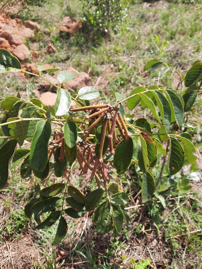Indigofera rhynchocarpa