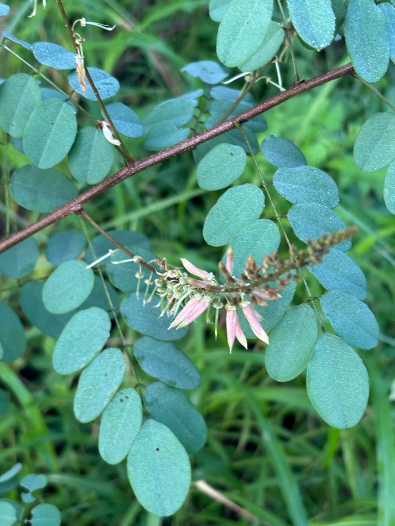 Indigofera rhynchocarpa photo 2