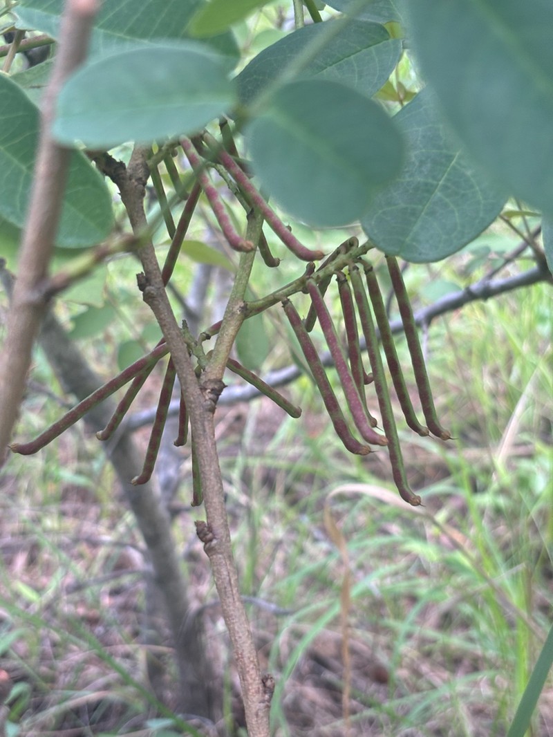 Indigofera rhynchocarpa photo 3