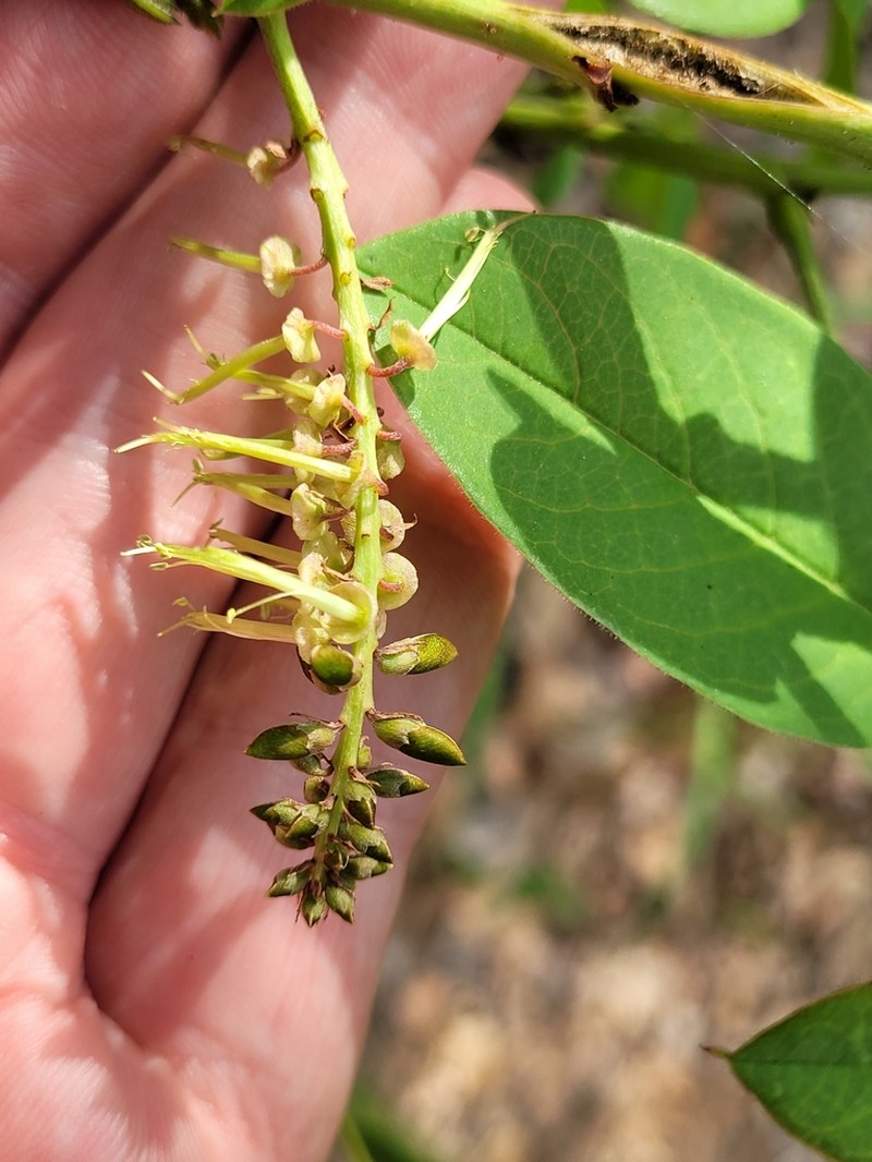 Indigofera rhynchocarpa photo 4