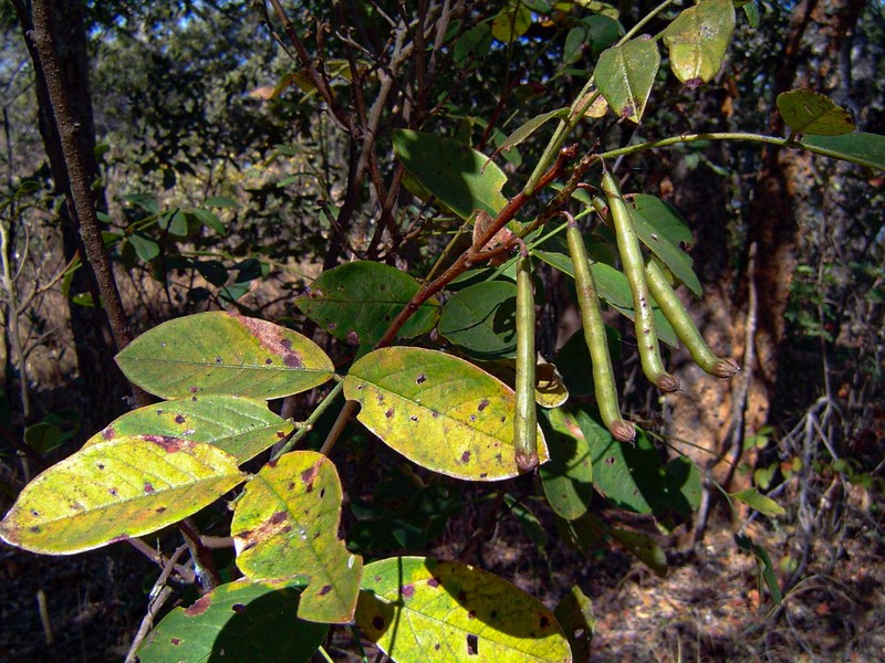 Indigofera rhynchocarpa photo 5