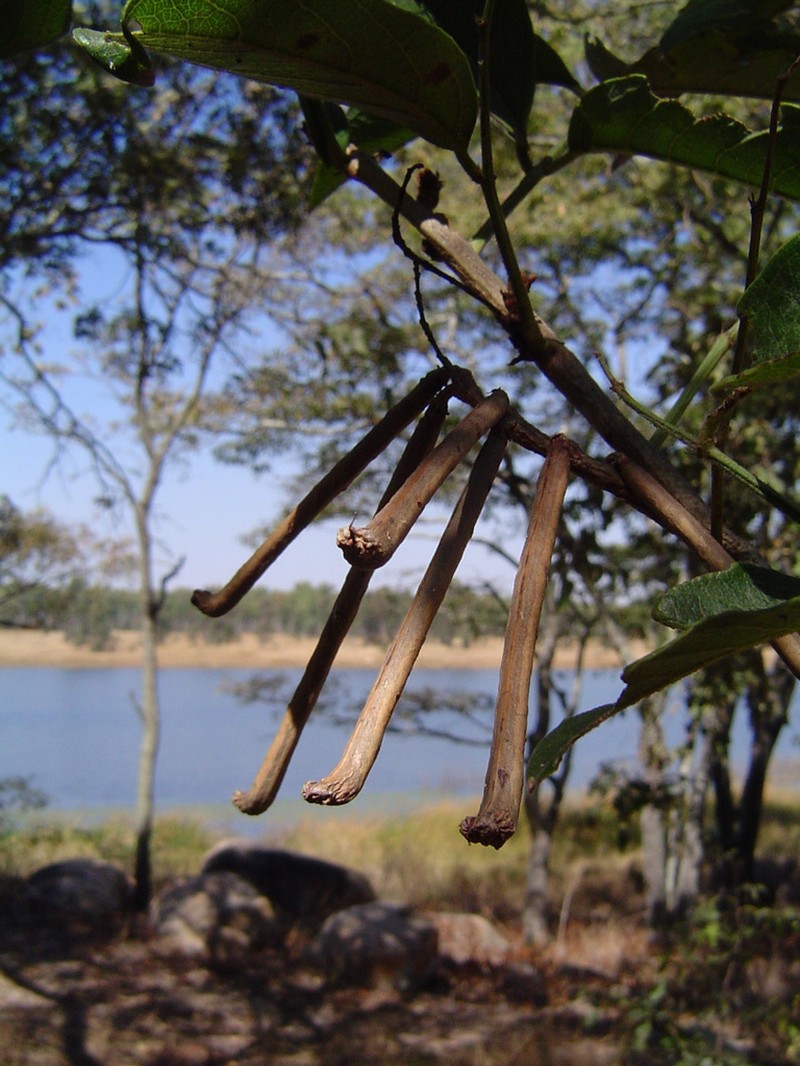 Indigofera rhynchocarpa photo 6