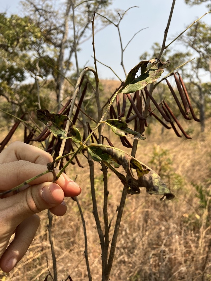 Indigofera rhynchocarpa photo 7