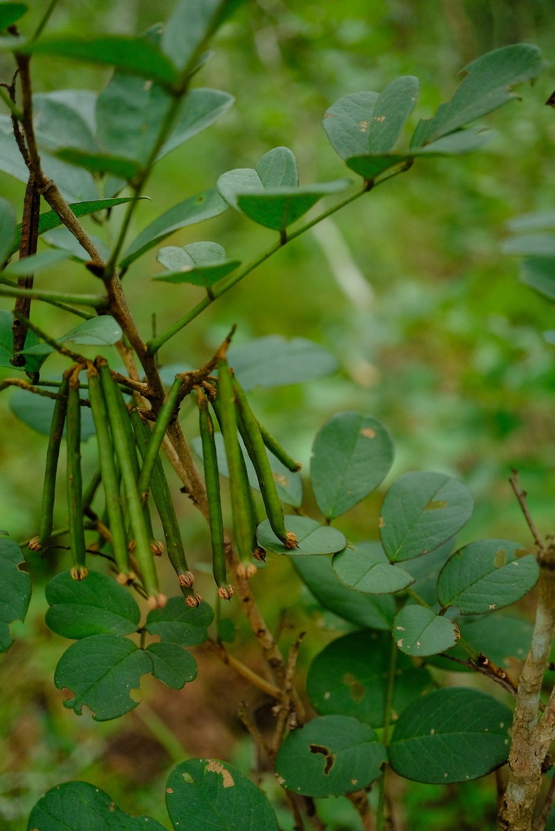 Indigofera rhynchocarpa photo 8