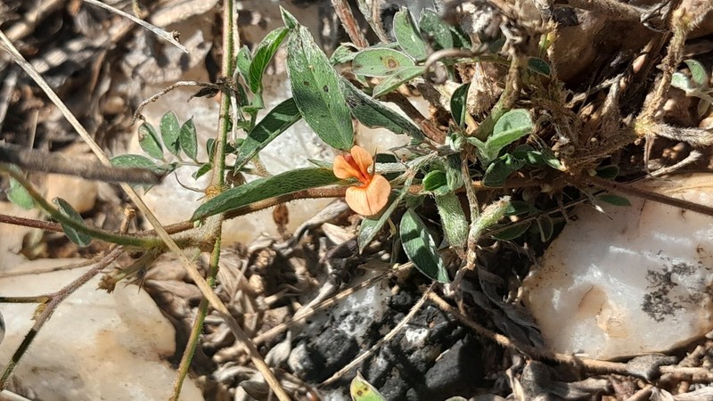 Indigofera rhytidocarpa photo 2