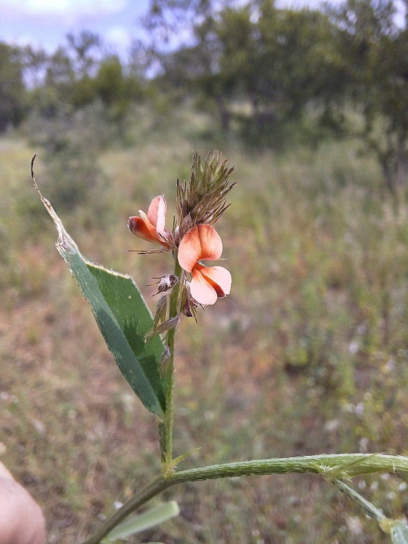 Indigofera rhytidocarpa photo 3