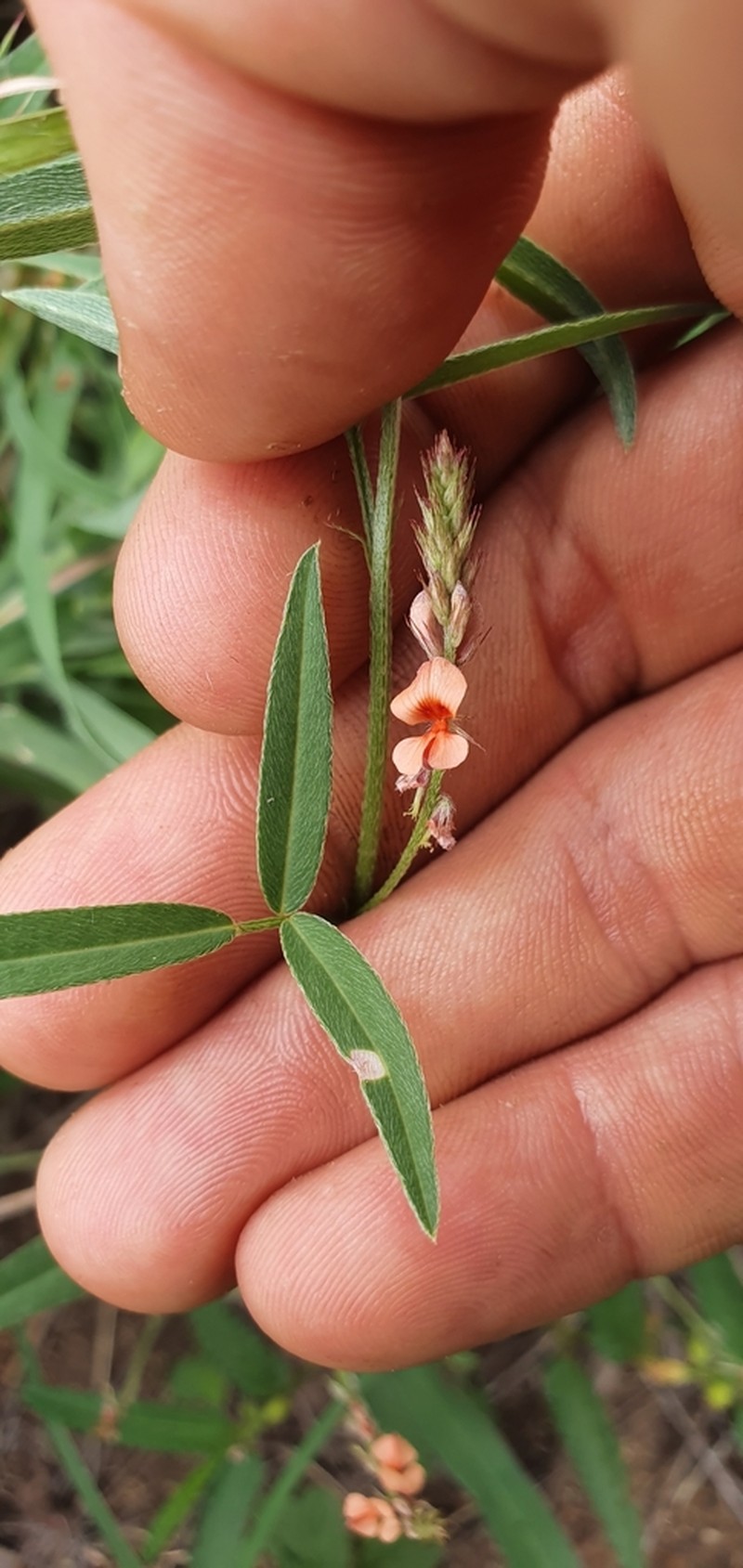 Indigofera rhytidocarpa photo 5
