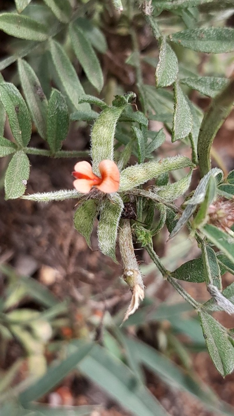 Indigofera rhytidocarpa photo 6
