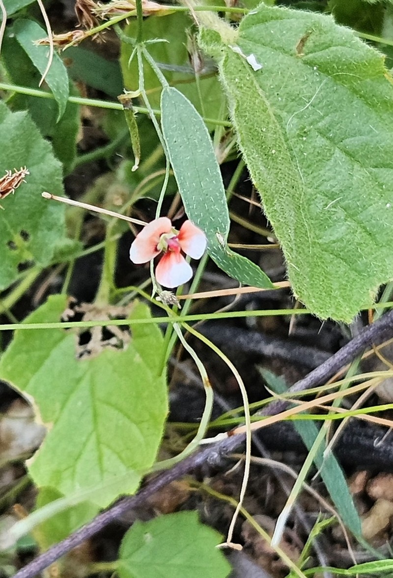 Indigofera rhytidocarpa photo 7