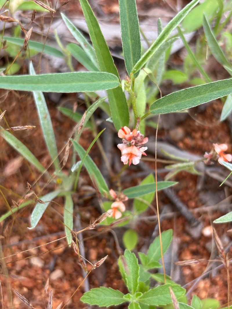 Indigofera rhytidocarpa var. rhytidocarpa