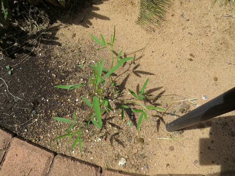 Indigofera rhytidocarpa var. rubrosiliqua