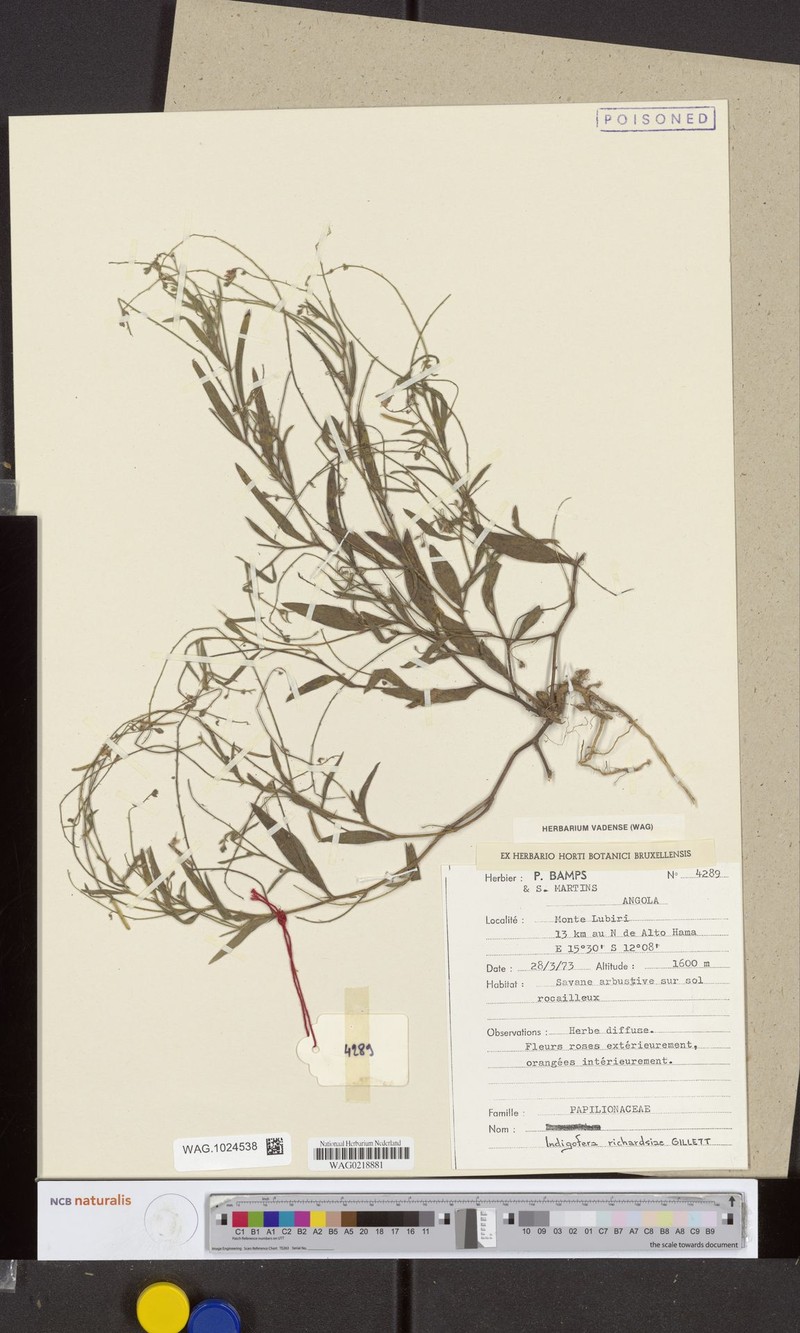 Indigofera richardsiae