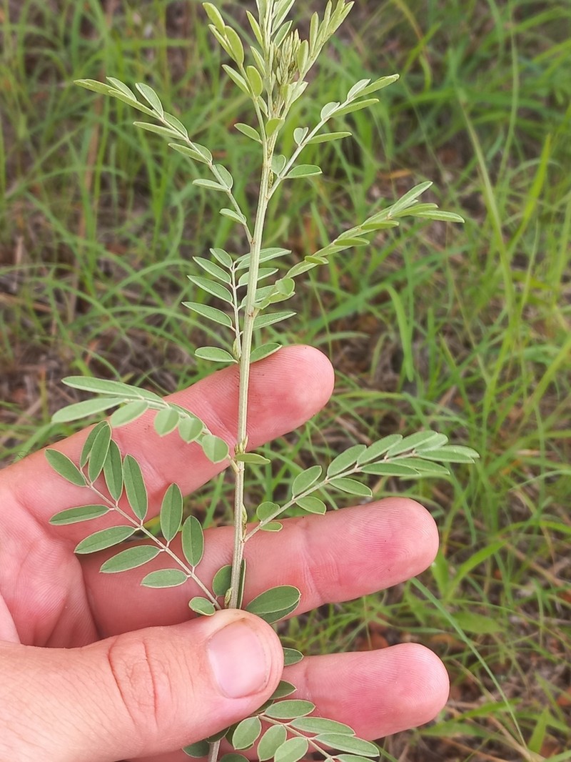 Indigofera ripae photo 3