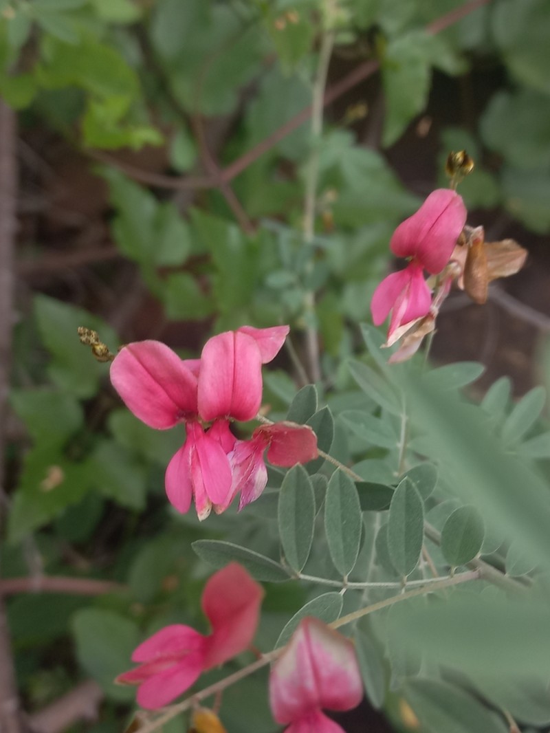 Indigofera ripae photo 4