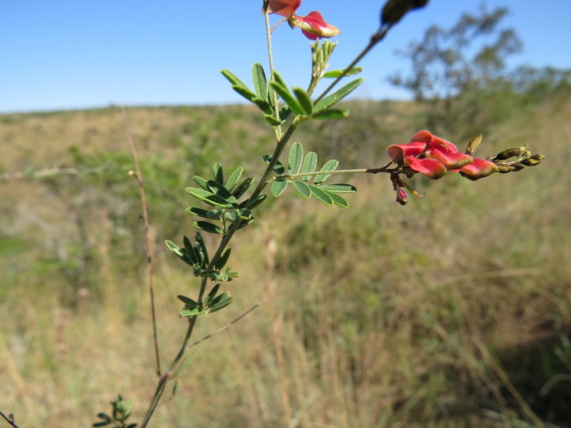 Indigofera ripae photo 5