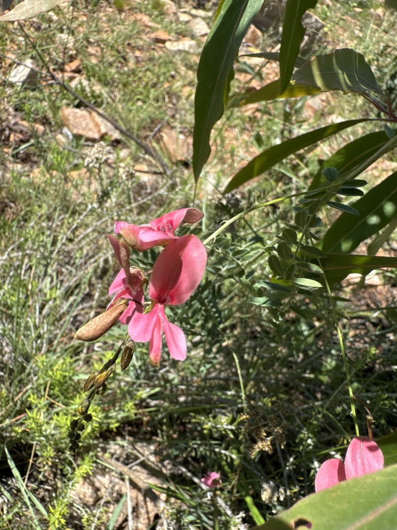 Indigofera ripae photo 6