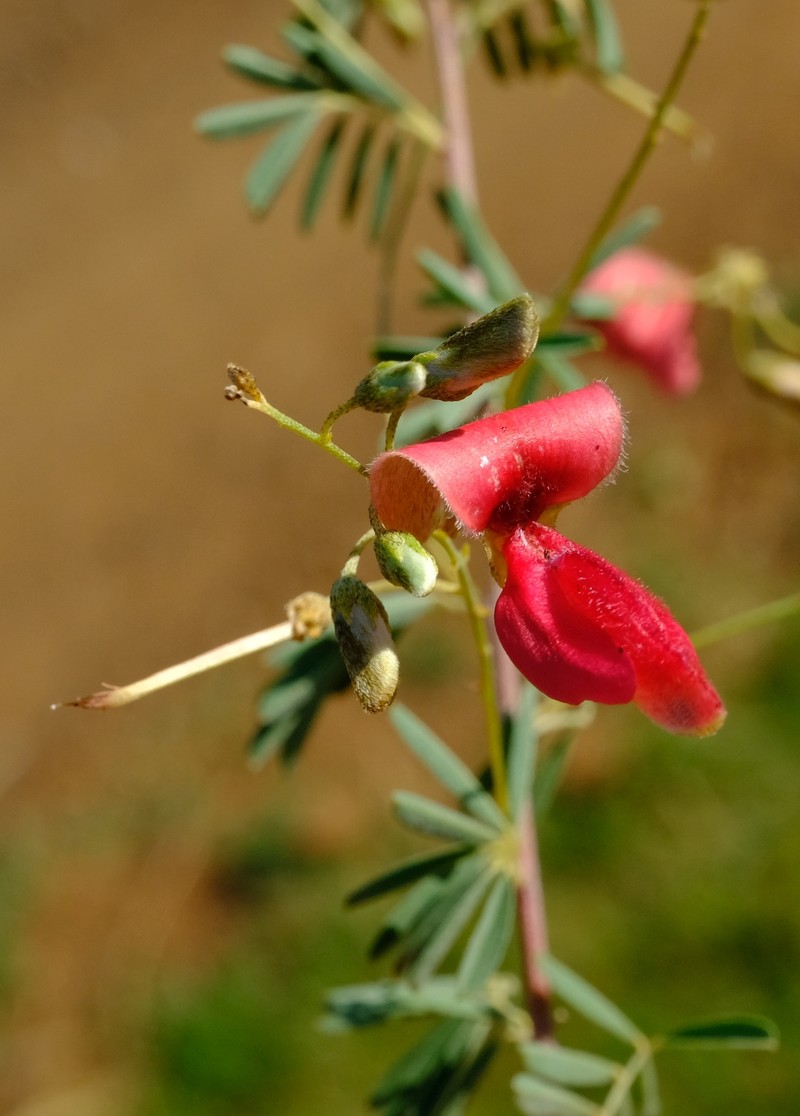 Indigofera ripae photo 7