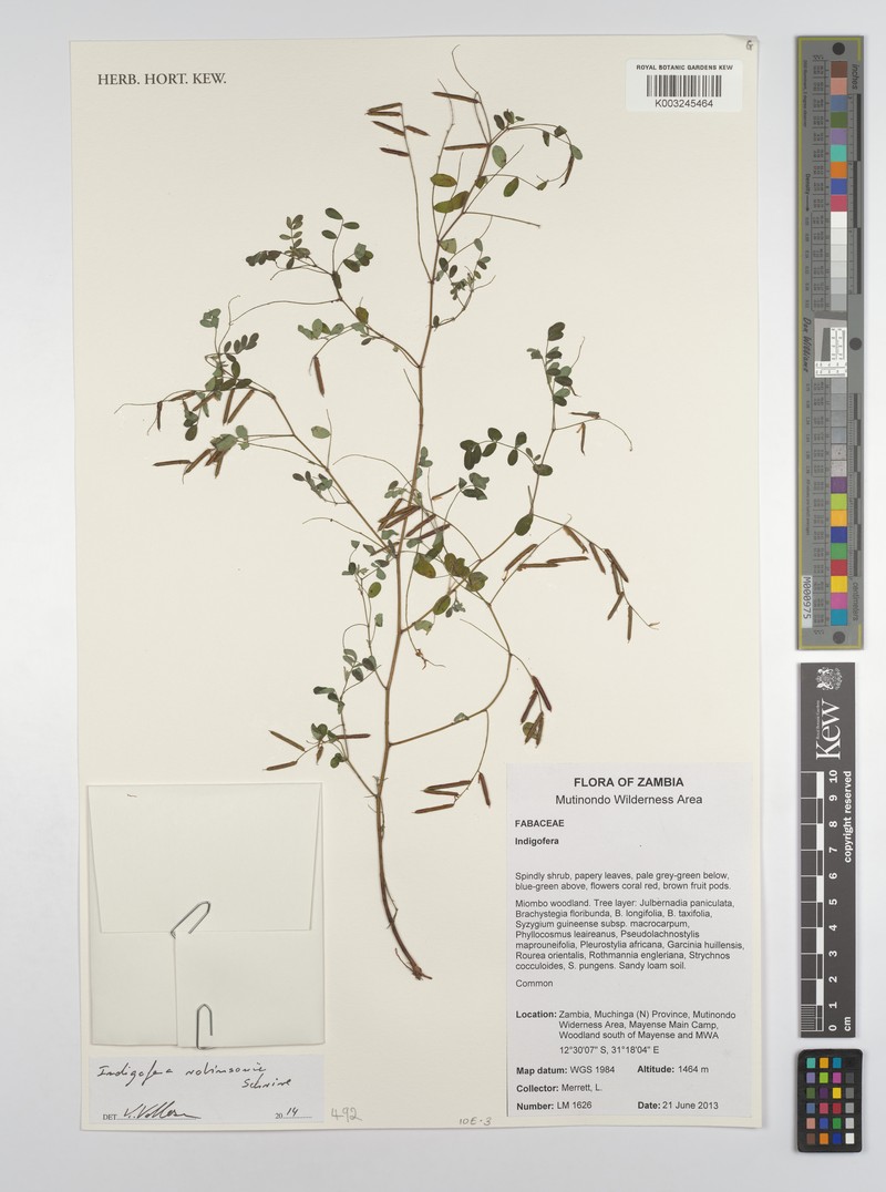 Indigofera robinsonii photo 2