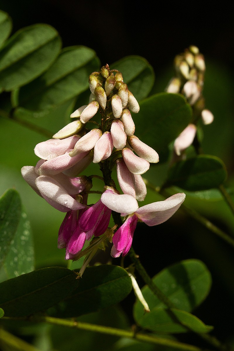 Indigofera roseocaerulea