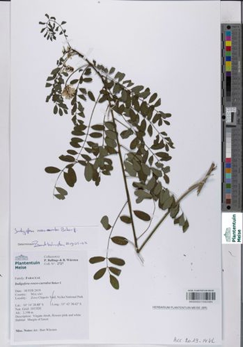 Indigofera roseocaerulea photo 3