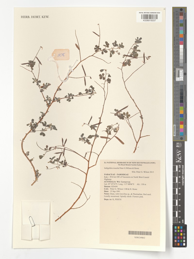 Indigofera roseola