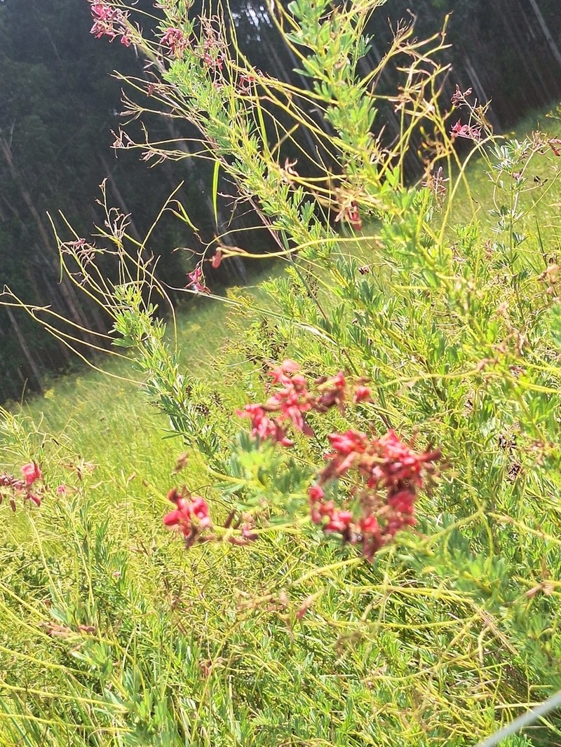 Indigofera rostrata photo 2