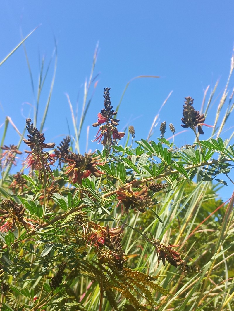 Indigofera rostrata photo 3