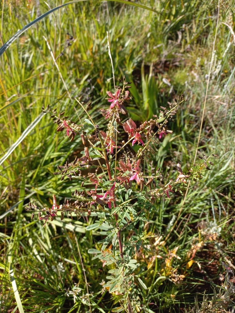 Indigofera rostrata photo 4