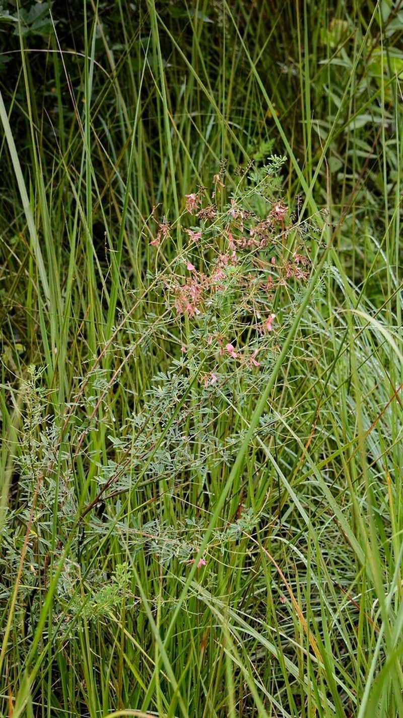 Indigofera rostrata photo 5