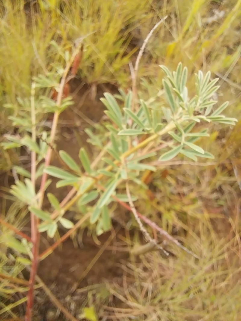 Indigofera rostrata photo 6