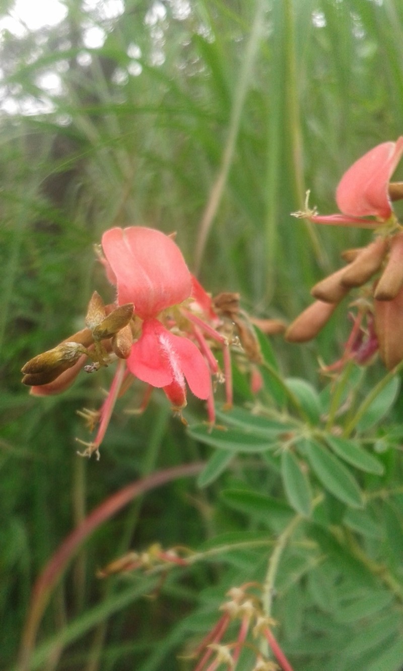 Indigofera rostrata photo 7