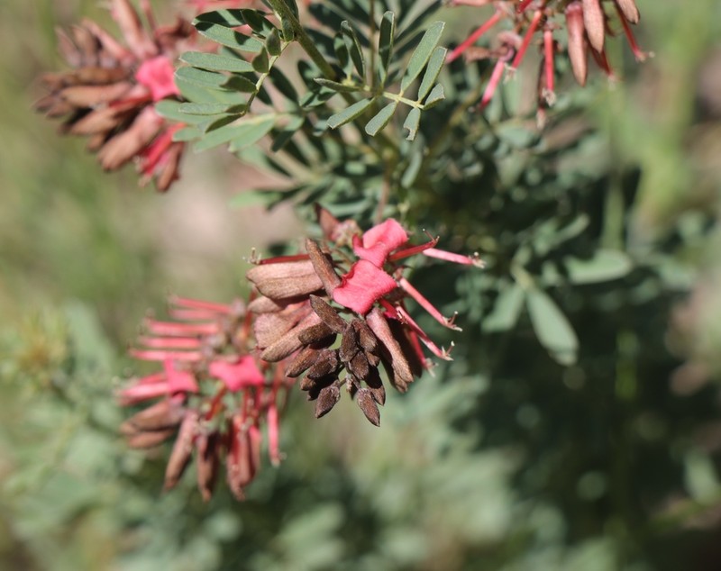 Indigofera rostrata photo 8