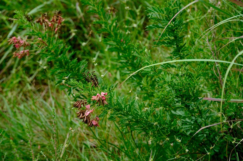 Indigofera rostrata subsp. namaachensis