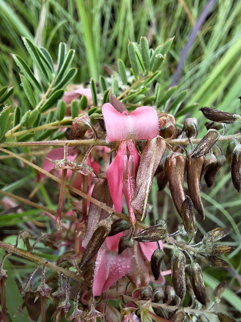 Indigofera rostrata subsp. namaachensis photo 2