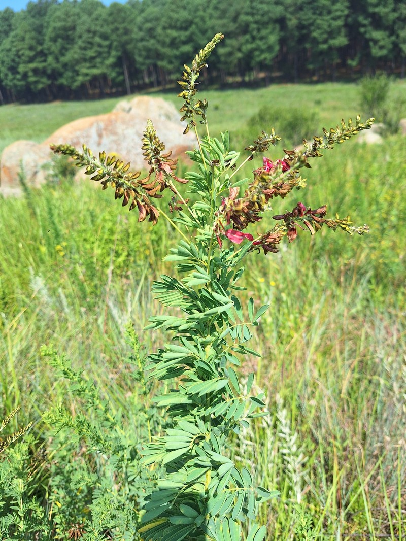 Indigofera rostrata subsp. namaachensis photo 3