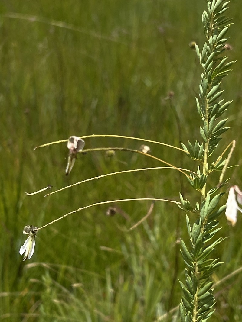 Indigofera rostrata subsp. namaachensis photo 4