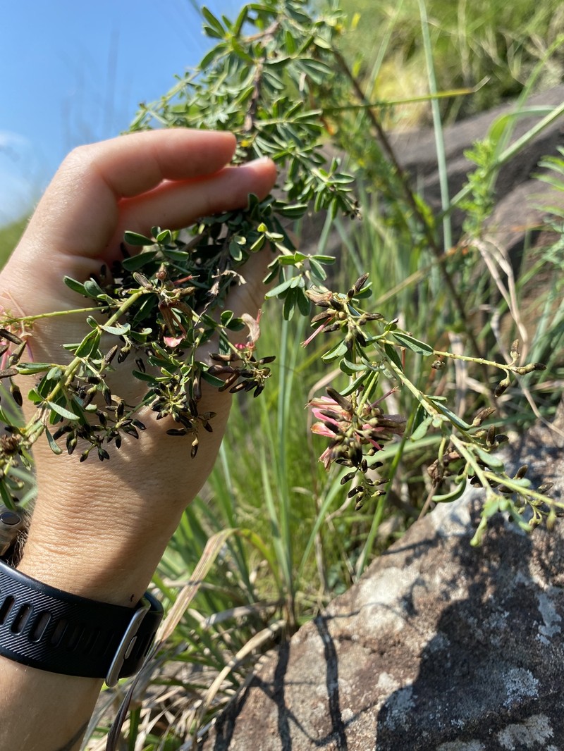 Indigofera rostrata subsp. rostrata