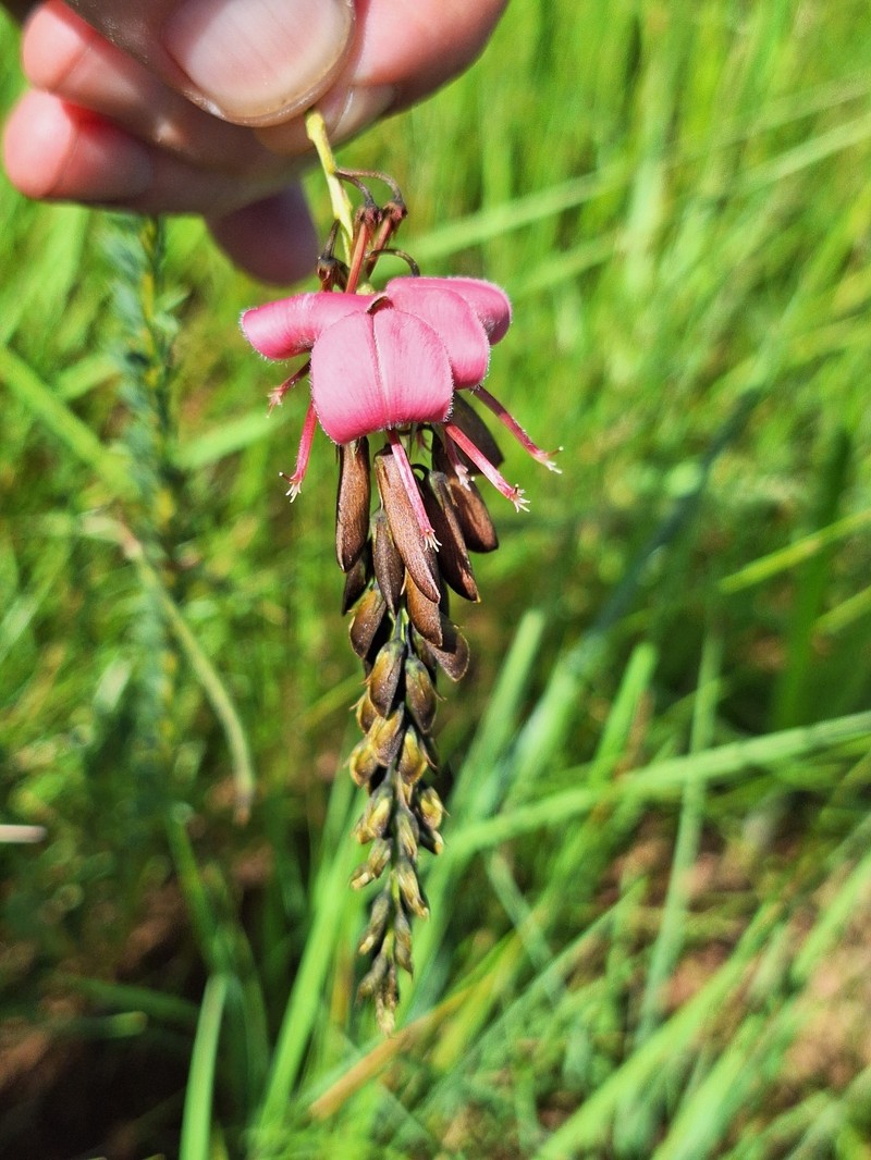 Indigofera rostrata subsp. rostrata photo 2