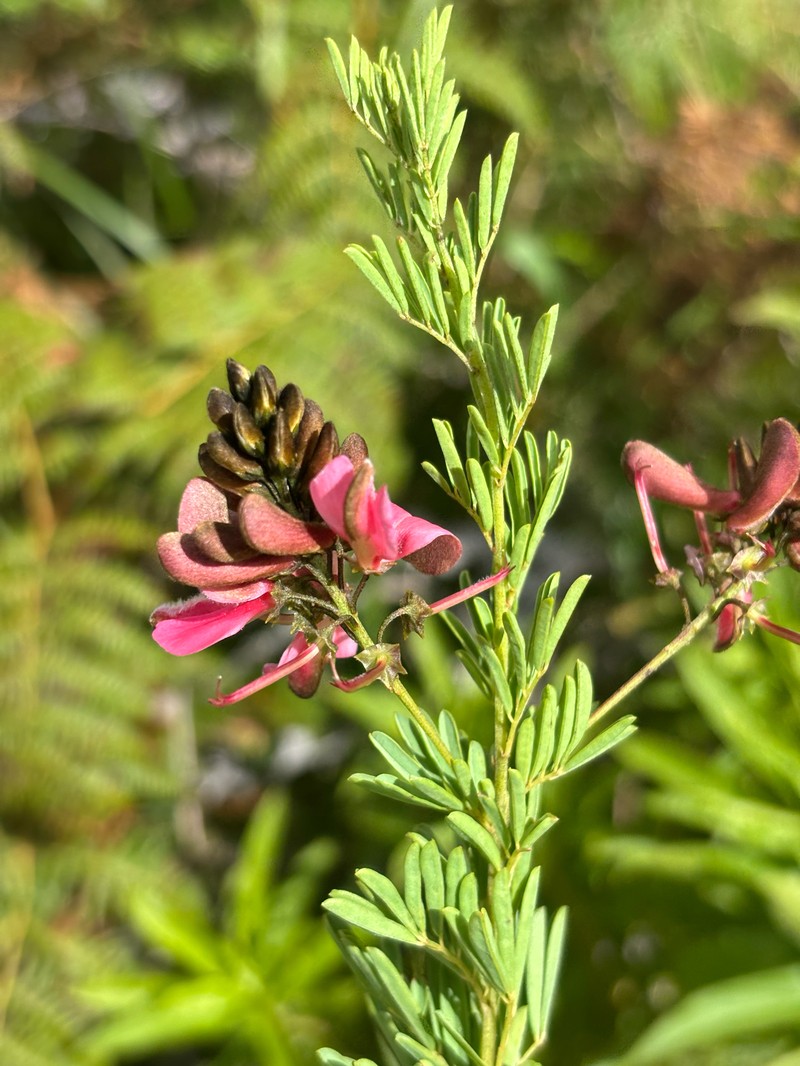 Indigofera rostrata subsp. rostrata photo 3