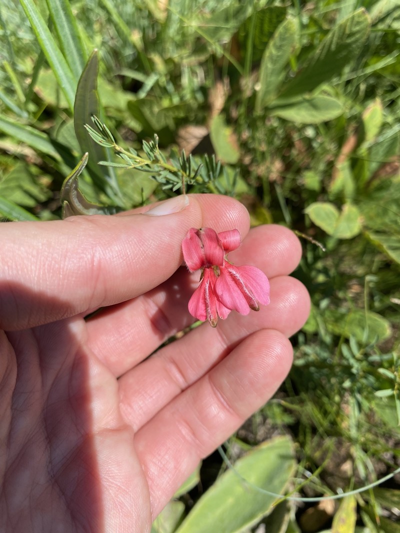 Indigofera rostrata subsp. rostrata photo 4