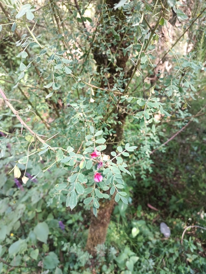 Indigofera rothii