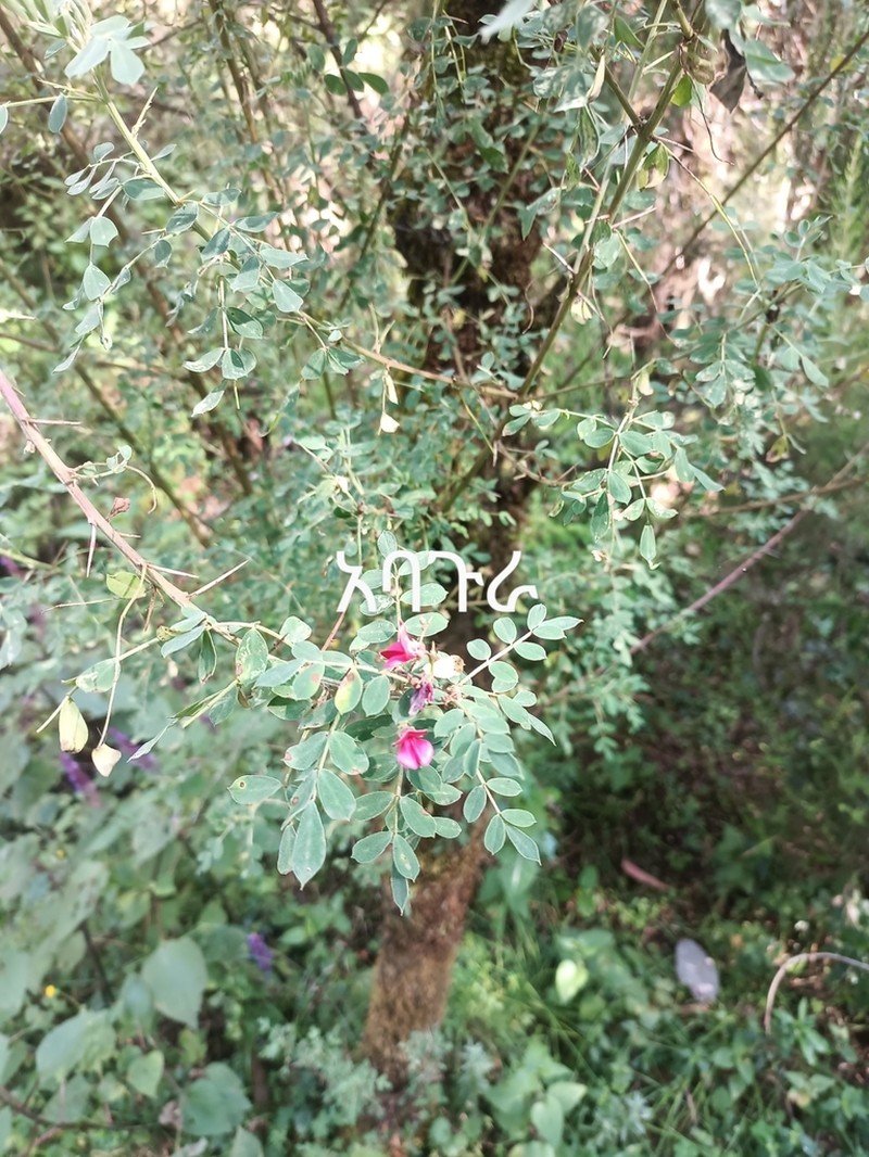 Indigofera rothii photo 2
