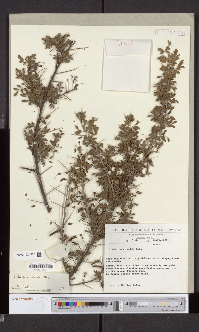 Indigofera rothii photo 3